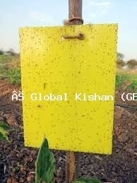 Yellow Sticky Trap for Insect & Pest Control | Eco-Friendly, Non-Toxic Flying Insect Catcher for Farms, Greenhouses, Gardens & Indoor Plants | Effective Against Whiteflies, Aphids, Thrips, Leaf Miners & Fungus Gnats | Easy to Use & Weather Resistant Pest Solution - Image 4