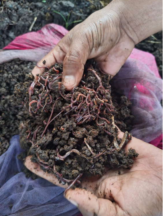 भर्मी कम्पोस्ट कसरी बनाउने? | Full Video | VermiCompost | Earthworm