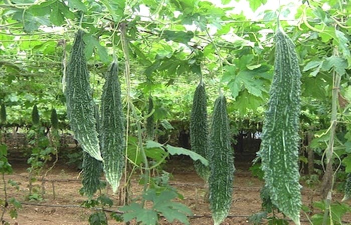 करेला farming in Nepal
