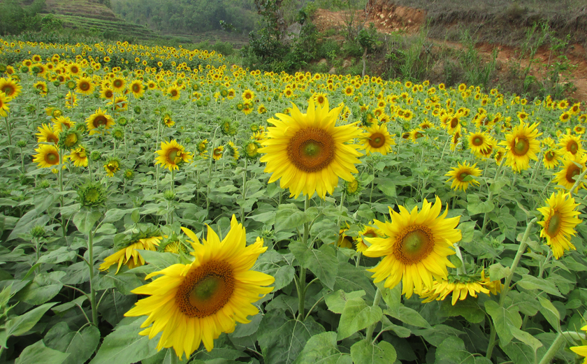 सूर्यमुखी farming in Nepal