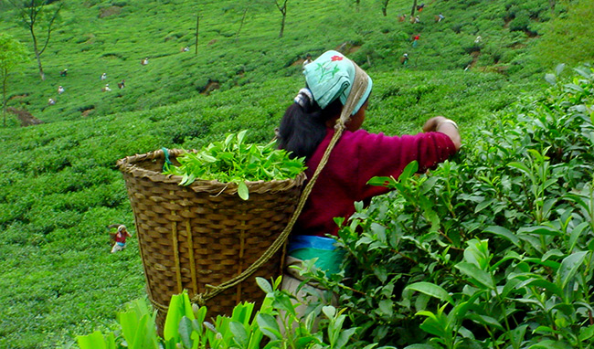 चिया farming in Nepal