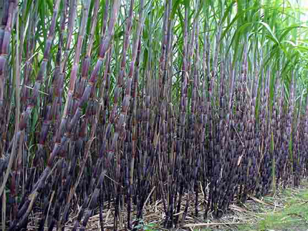 उखु farming in Nepal