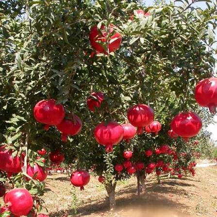 अनार farming in Nepal