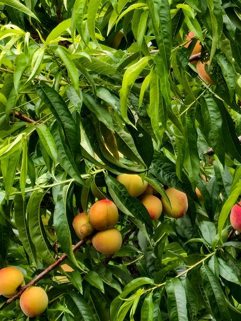 आरु farming in Nepal
