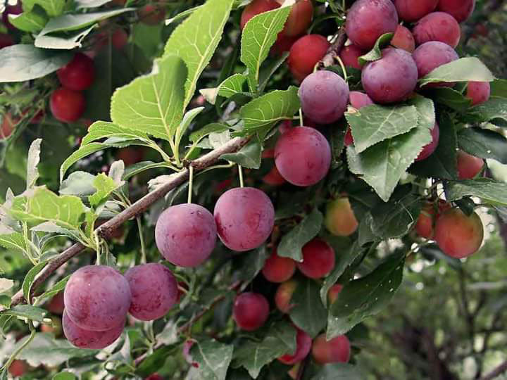 आलुबखडा farming in Nepal