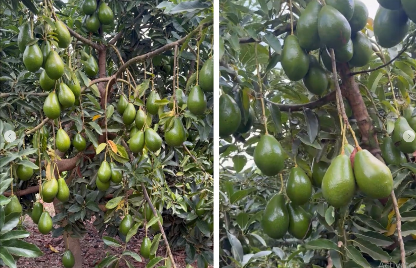 एभोकाडो farming in Nepal