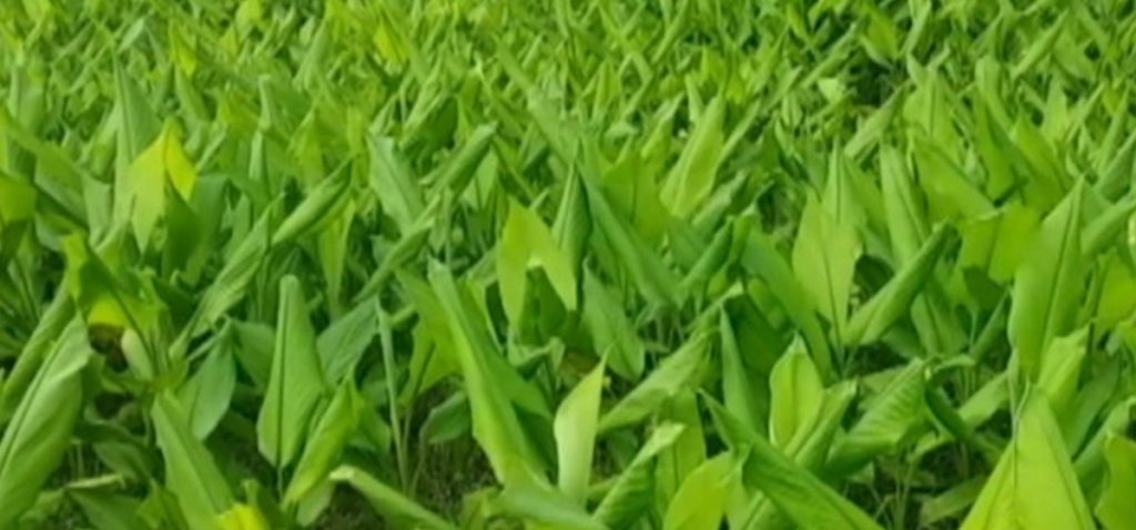 बेसार farming in Nepal
