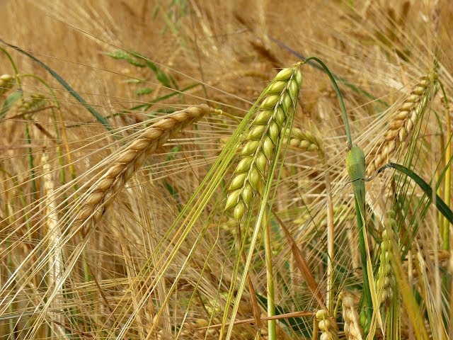 जौ farming in Nepal
