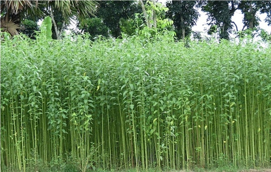 जुट farming in Nepal