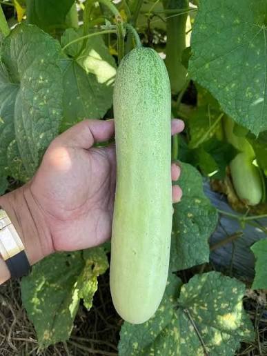 काक्रो farming in Nepal