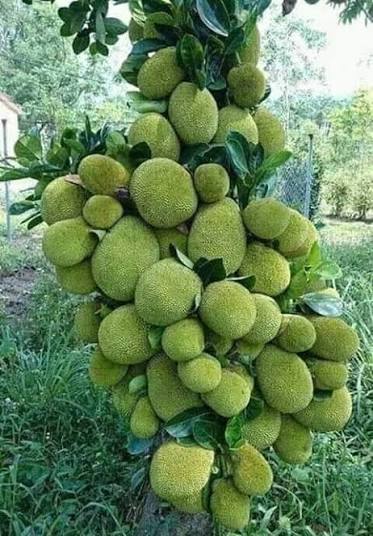 कटहर farming in Nepal