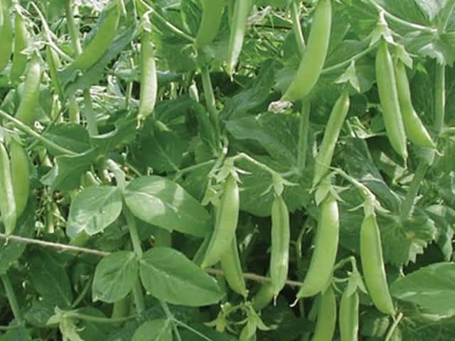 केराउ farming in Nepal