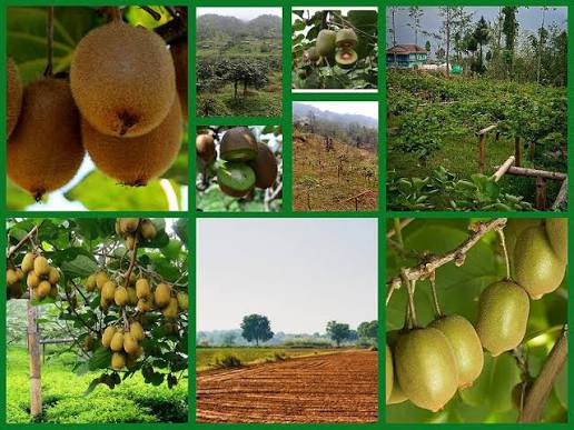 किवी farming in Nepal