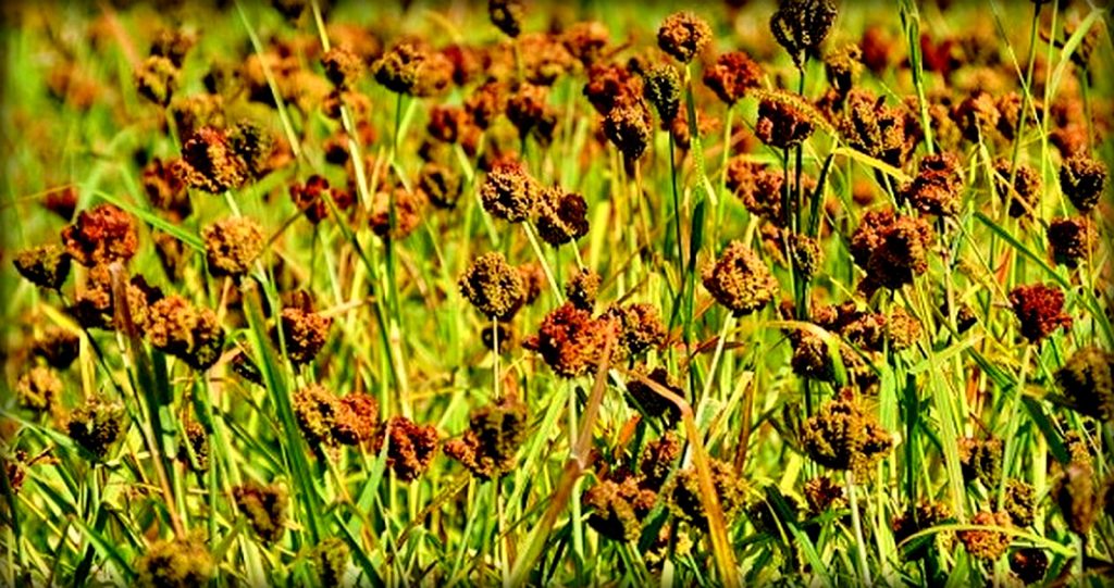 कोदो farming in Nepal