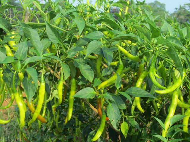 खुर्सानी farming in Nepal