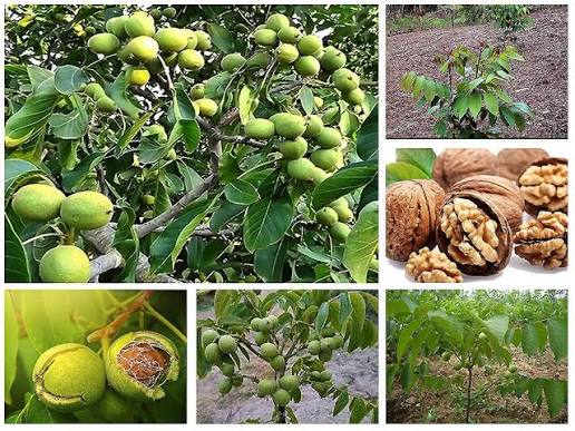 ओखर farming in Nepal