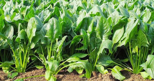 पालुङ्गो farming in Nepal