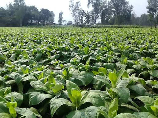 सुर्ती farming in Nepal