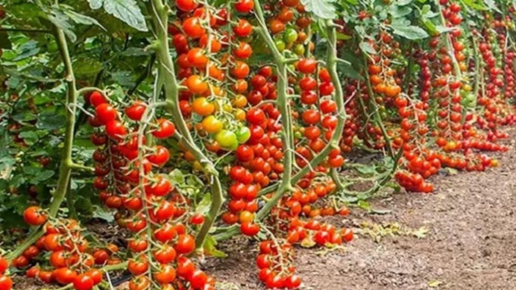 टमाटर farming in Nepal