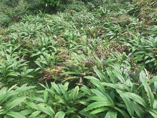 ठूलो अलैंची farming in Nepal