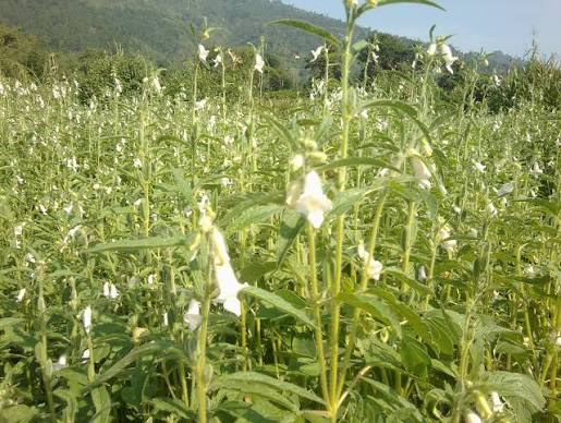 तिल farming in Nepal