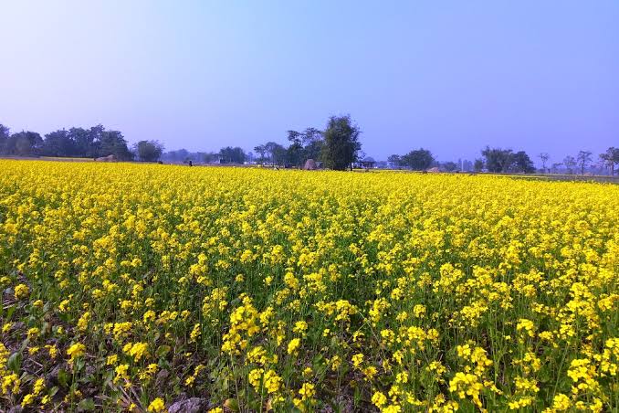 तोरी farming in Nepal