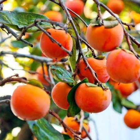जापानी हलुवाबेद farming in Nepal